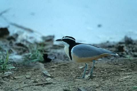 https://www.transafrika.org/media/Senegal/egyptian plover.jpg